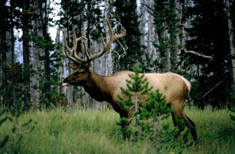 Ciervo - Yellowstone - EEUU 1.jpg